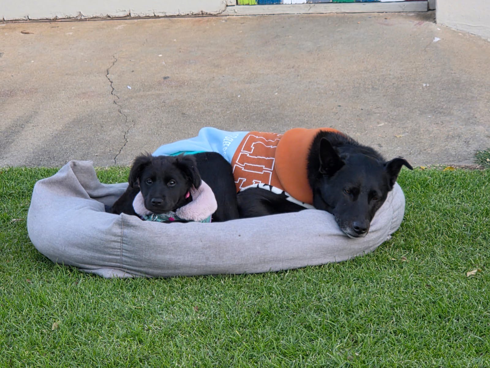 251d2229-ff32-4feb-95e3-161810cdebab