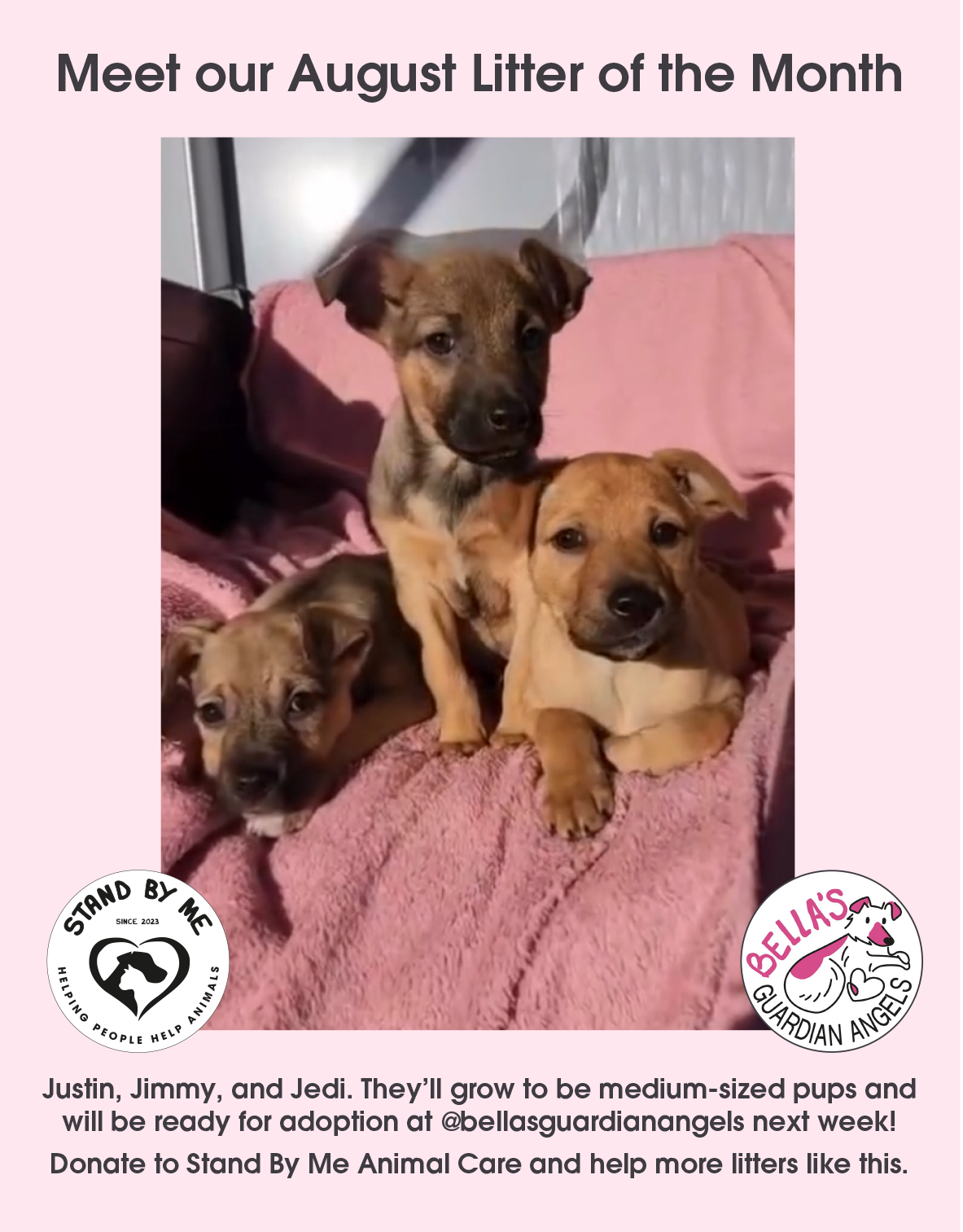 news---august-litter