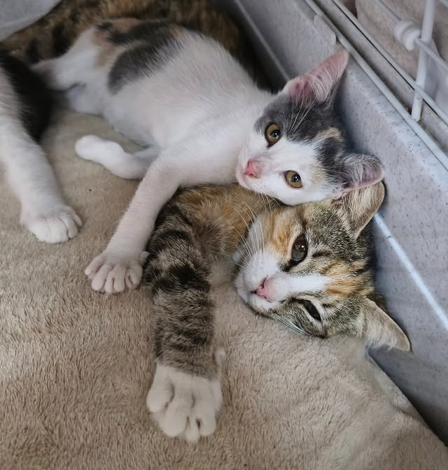 589251634_1236756188487127_8829451015446897785_n