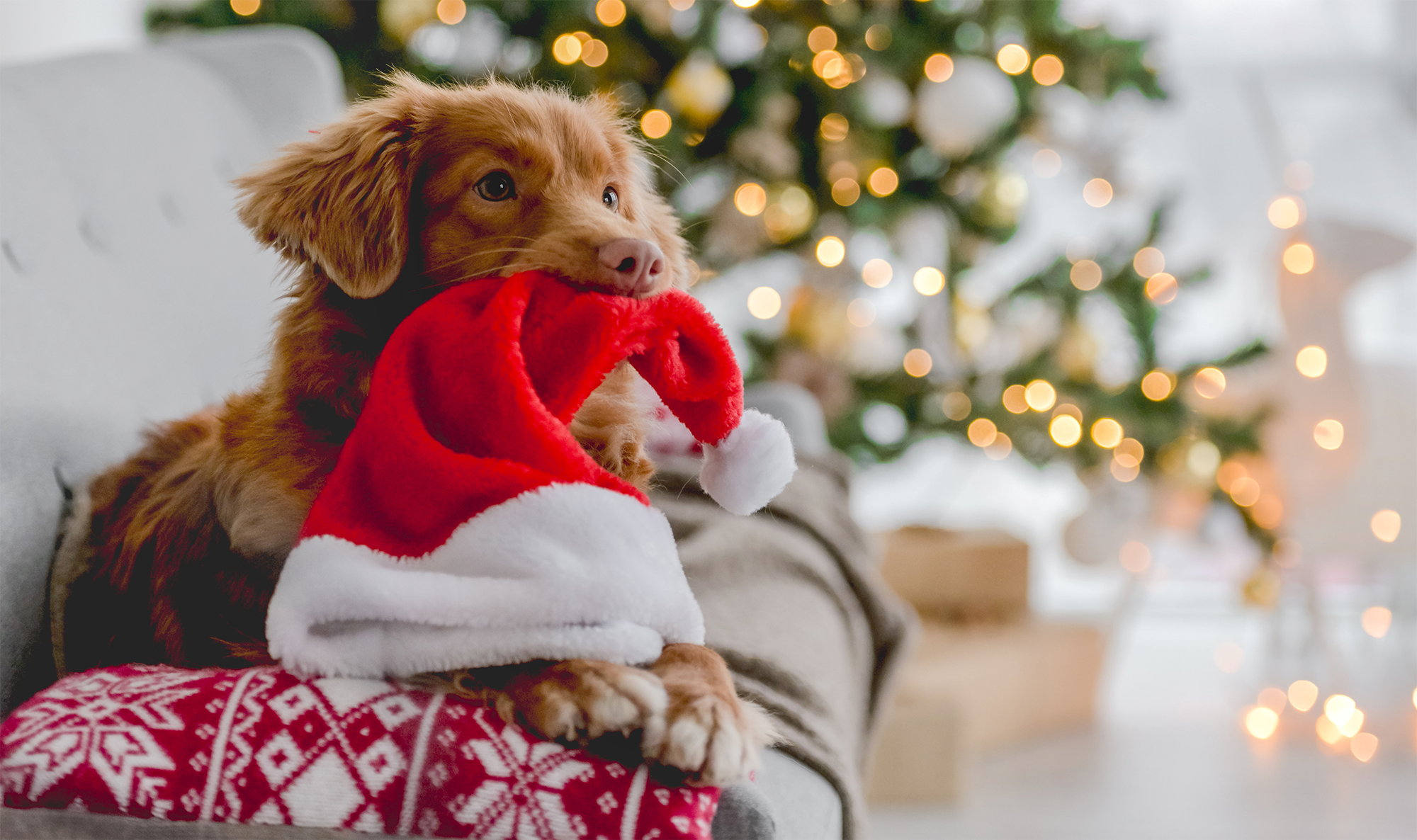 dog with christmas hat